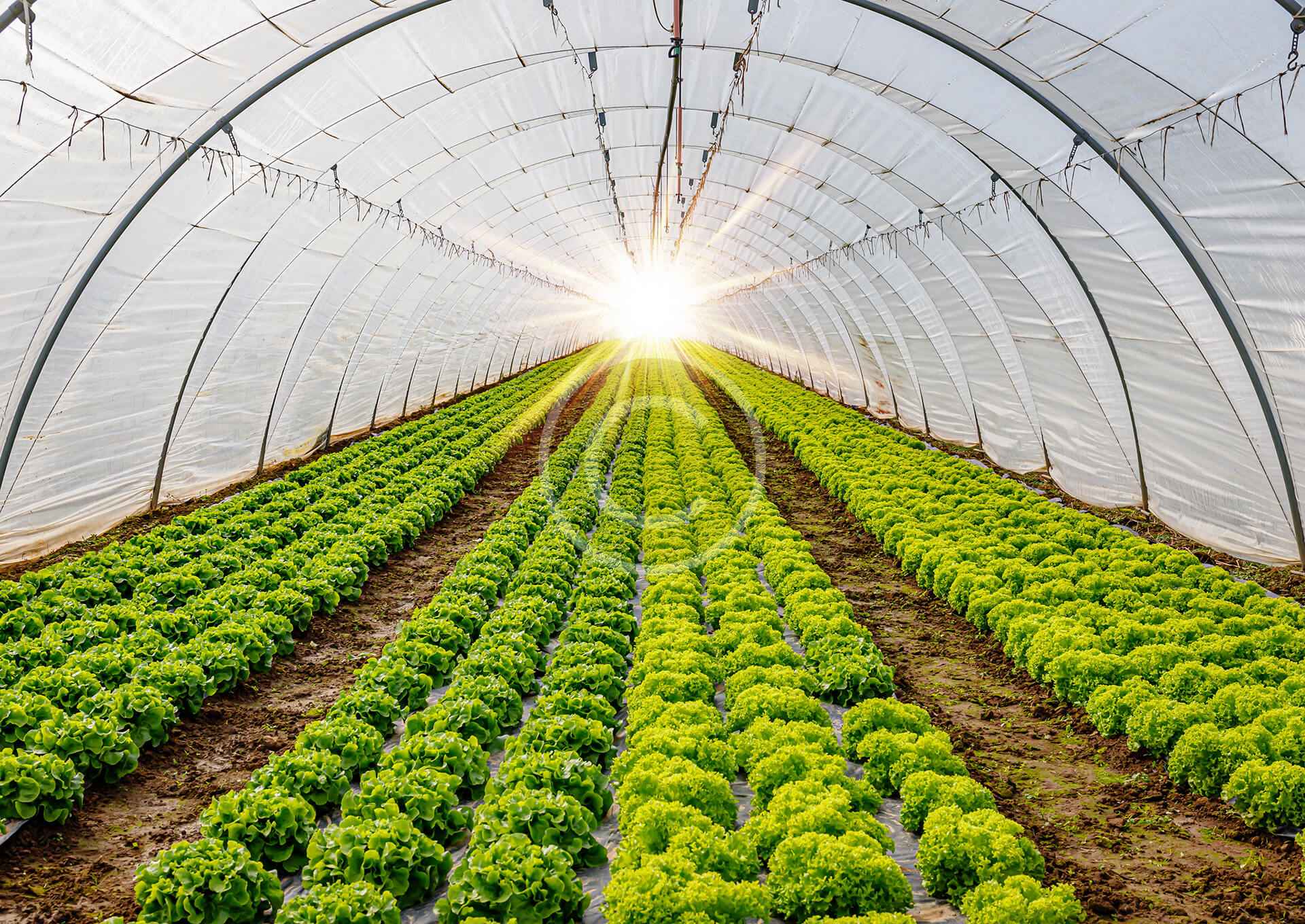 Biopesticides – Effective, Safe, and Sustainable Crop Protection