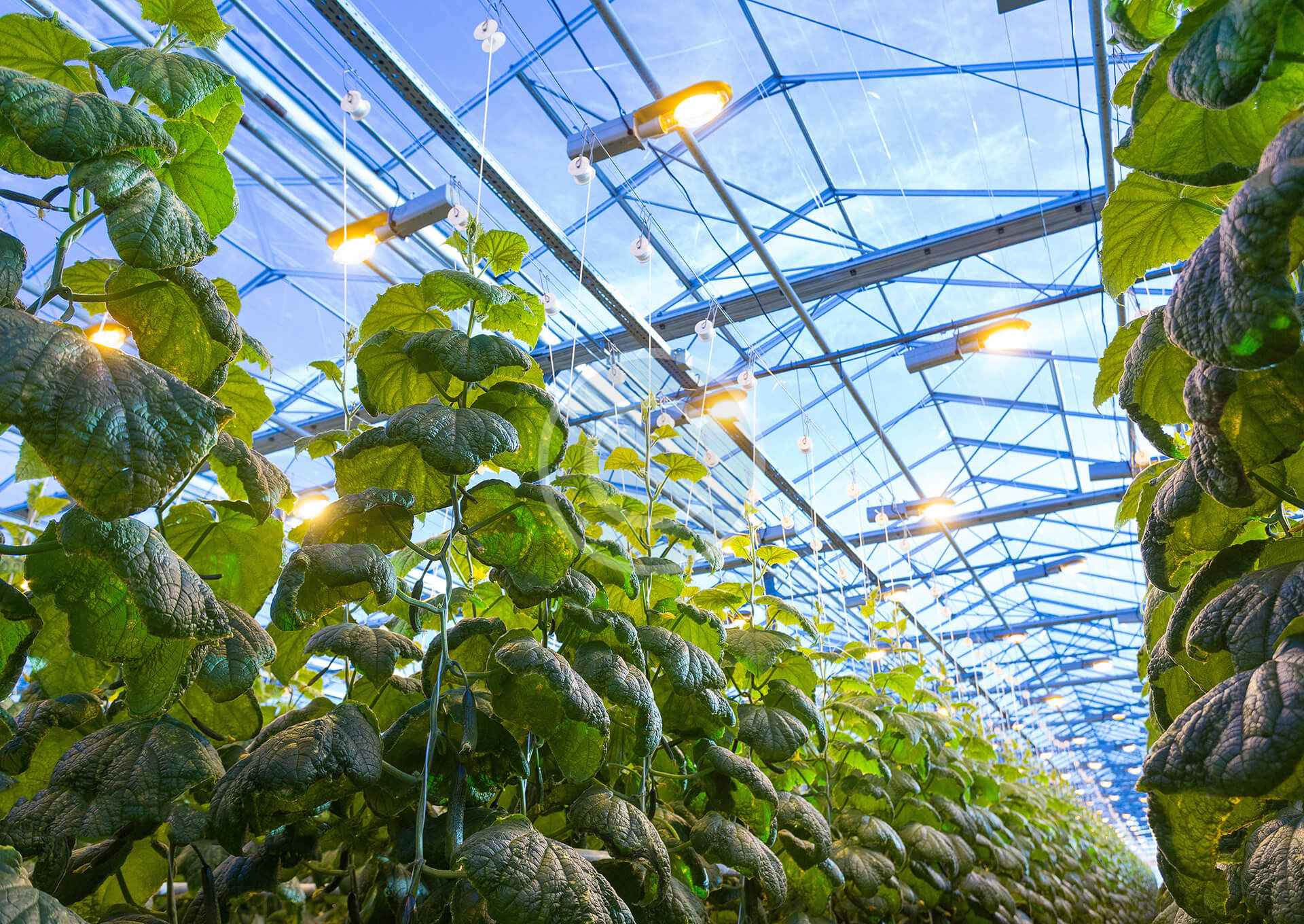 Biostimulants – Elevating Quality from Farm to Market