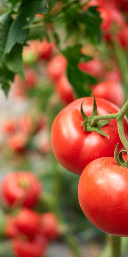 Homegrown tomato vegetables in greenhouse. Three big ripe red tomatoes hanging on the branch in greenhouse in summertime. Home tomato growing tips.